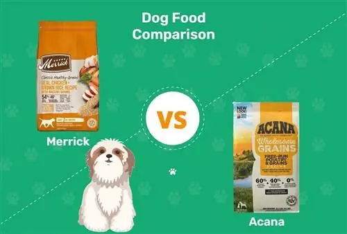 Merrick vs Acana hundemat: 2023 sammenligning, fordeler & ulemper