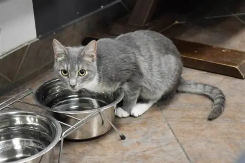 چرا گربه ها چیزهایی را در کاسه آب خود قرار می دهند؟ 9 دلیل احتمالی