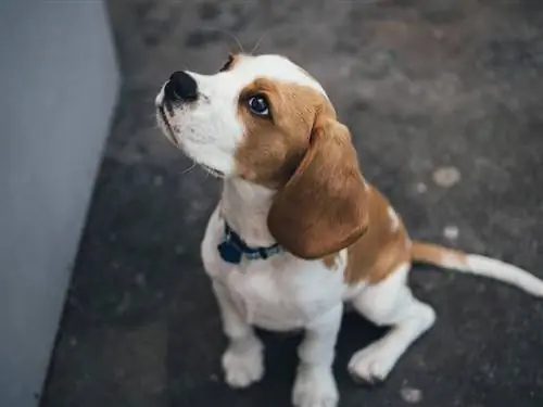 Verh altenstraining für Hunde: Helfen Sie Ihrem Welpen bei Problemverh alten