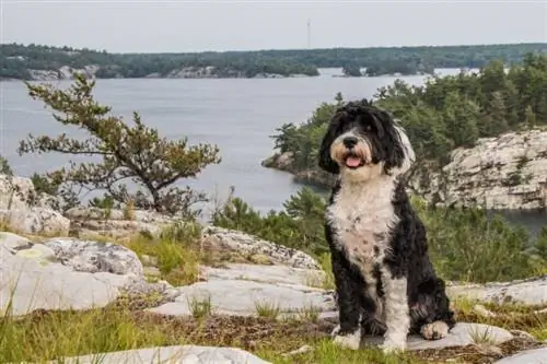 150+ imen portugalskih vodnih psov: priljubljene in edinstvene ideje