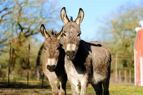 Koliko težine može nositi minijaturni magarac?