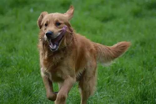 Kaip greitai gali bėgti auksaspalvis retriveris? Ar jie greitesni už daugelį šunų?