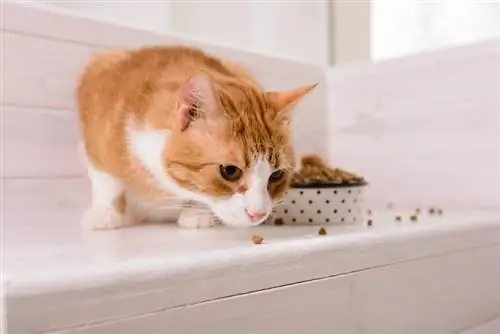 Защо котката ми вади храна от купата си, за да яде?
