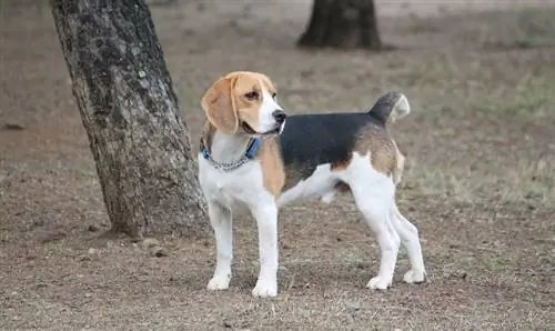 24 uskomatonta ja mielenkiintoista faktaa beagleista, jotka sinun on tiedettävä