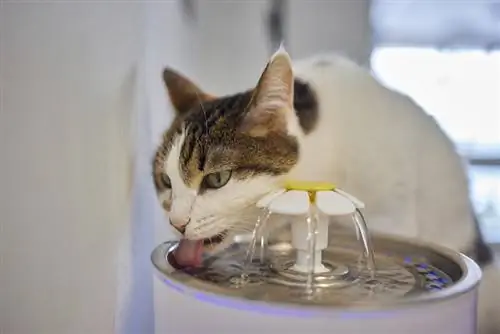 ทำไมชามน้ำของแมวถึงเลอะเทอะ? 3 เหตุผลทั่วไป
