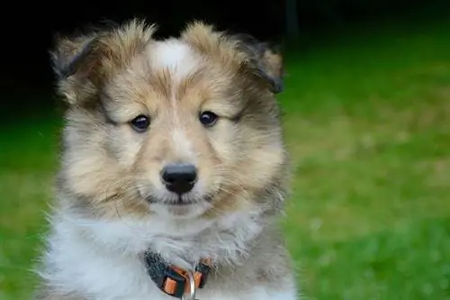 Més de 200 noms de gossos Sheltie (gos Shetland): populars & idees úniques