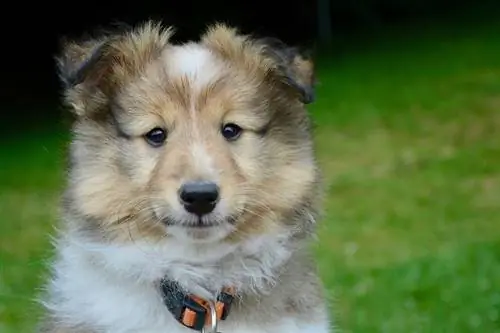 200+ أسماء الكلاب Sheltie (Shetland Sheepdog): & الشائعة الأفكار الفريدة