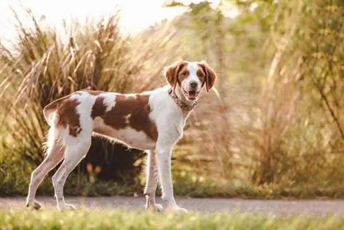 130+ Brittany Hundnamn: Populära & Unika idéer