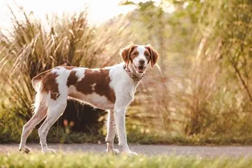 130+ Brittany Dog Names: Nrov & Cim Lub Tswv Yim