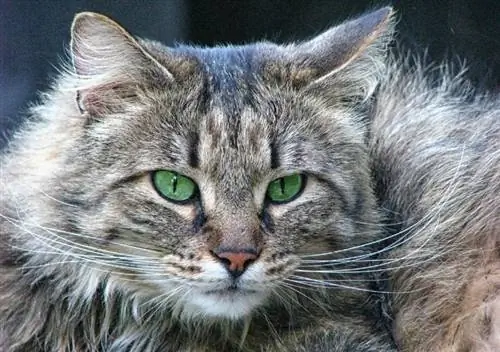 گربه با چشمان سبز – آیا این رنگ رایج ترین رنگ است؟