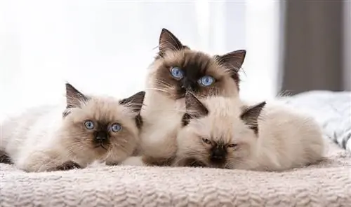 A është e zakonshme një mace Ragdoll me sy blu?