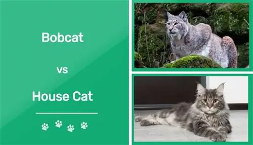 Bobcat vs House Cat: ምን ያህል ይመሳሰላሉ? (ከፎቶዎች ጋር)