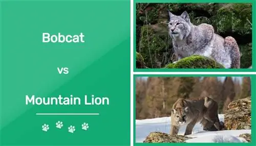 Bobcat vs Mountain Lion: koks skirtumas? (Su nuotraukomis)