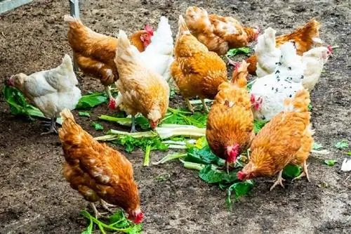 Dürfen Hühner Petersilie essen? Alles, was Sie wissen wollen