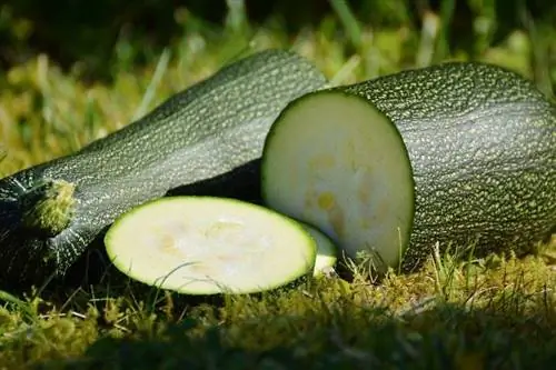 Kan kycklingar äta zucchini? Vad du borde veta