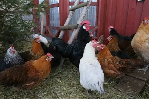 Les poulets ronronnent-ils comme les chats ? La réponse intéressante