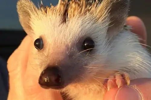 Je, Hedgehogs Purr? Jibu la Kuvutia