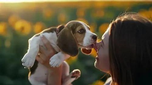 Adakah Beagles Suka Berpeluk? Adakah Mereka Anjing Lap? Jawapan Yang Mengejutkan