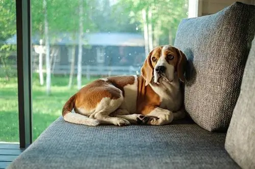 Miksi Beagleni tärisee ja tärisee koko ajan?