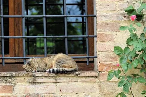 370 talianskych mien pre mačky: Exotické možnosti pre vašu mačku (s významom)