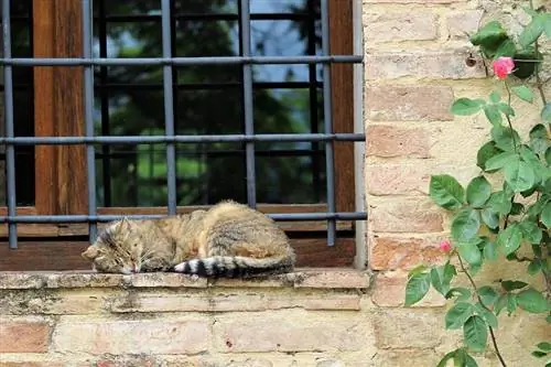 370 nombres italianos para gatos: opciones exóticas para tu gato (con significados)