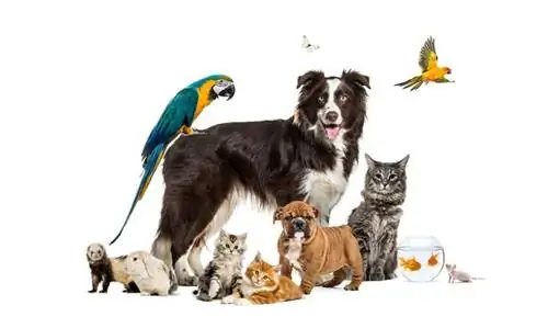 Magkano ang Gastos ng Geico Pet Insurance? Gabay sa Presyo ng 2023