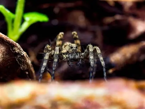 Je Spiders Purr? Jibu la Kuvutia