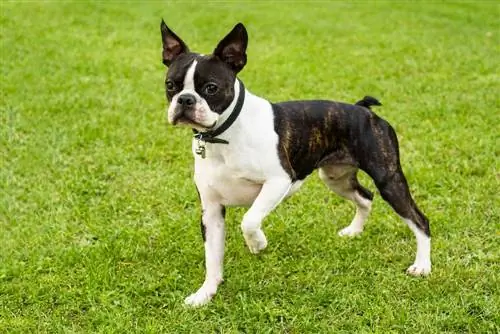 150'den Fazla Boston Terrier Adı: Eşsiz ve Popüler Erkek & Kadın Fikirleri