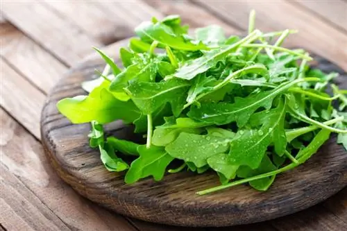 Cov luav tuaj yeem noj Arugula? Puas yog He althy?