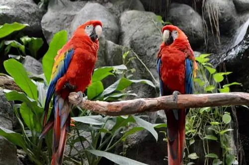 Millises vanuses hakkavad papagoid munema, & Kui palju?
