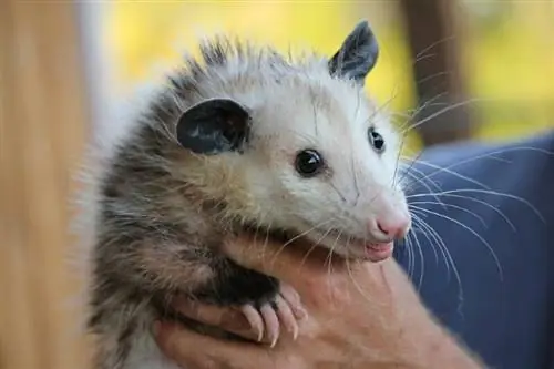 Gli opossum fanno le fusa? La risposta sorprendente