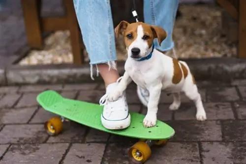Sådan lærer du din hund at skateboard (5 tips & tricks)