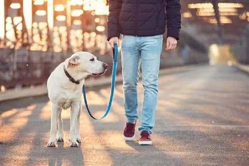 Wann ist die beste Tageszeit, um mit Ihrem Hund spazieren zu gehen?