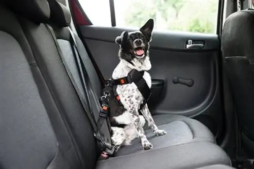 Hur varmt är för varmt för en hund i en bil? Vad du behöver veta