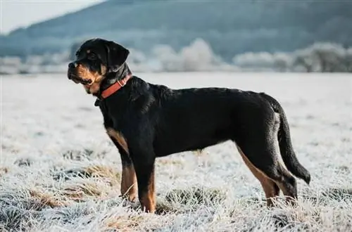 Jól működik a nyugtató nyakörv egy kutyának? Minden, amit tudnod kell