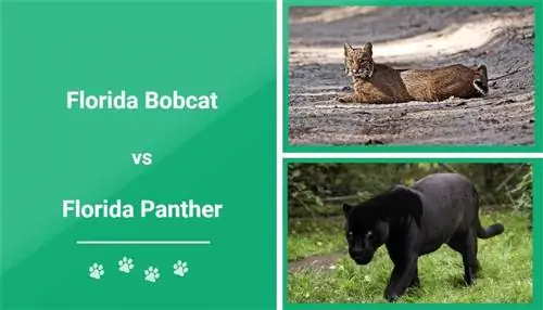 Florida Bobcat vs Florida Panther: Hvad gør dem anderledes?