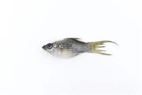 Hniloba plutiev v zlatej rybke: Symptómy, liečba & Prevencia