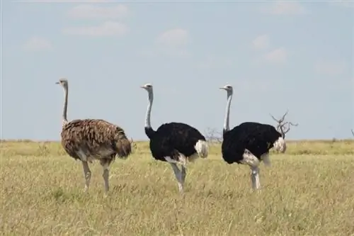Os avestruzes têm orelhas? Como Eles Ouvem?