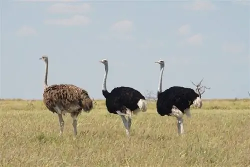 Hebben struisvogels oren? Hoe horen ze?