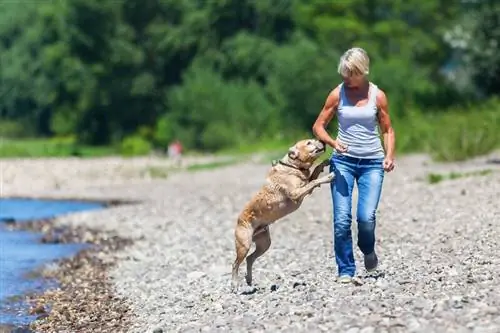 Sådan træner du en hund til ikke at hoppe på mennesker: 10 tips & tricks