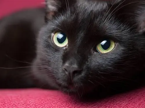 Hoe algemeen is swart katte met groen oë? Die antwoord sal jou verras