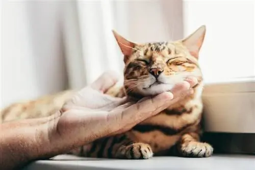 Ai gatti del Bengala piace coccolare? La risposta interessante