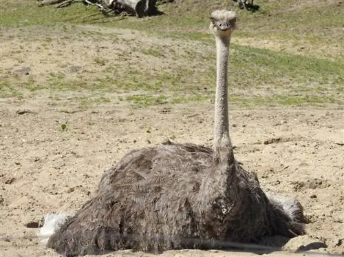 Paano Natutulog ang mga Ostrich? Ang Nakakagulat na Sagot