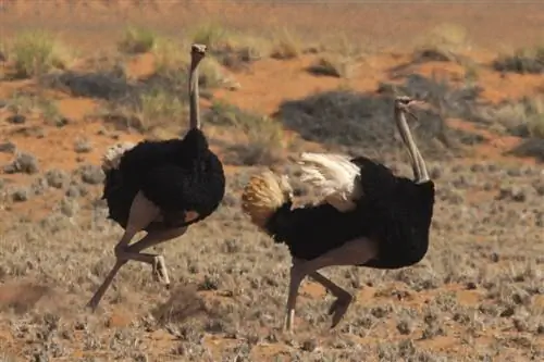 Adakah Burung Unta Tinggal Di Australia? Habitat Burung Unta dan Sejarah Semula Jadi
