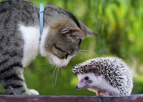 Ali se ježi in mačke razumejo? Kaj morate vedeti