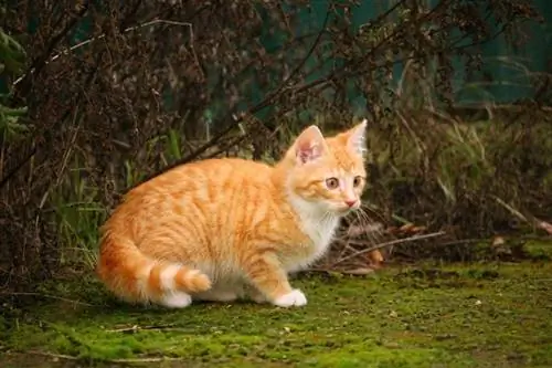 Plus de 300 noms de chat tigré : des options mignonnes et amusantes pour votre chat