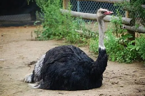 Saan Nakatira ang mga Ostrich? Saan sila nanggaling?
