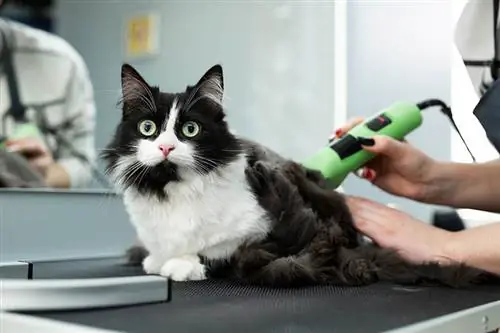 Možete li obrijati mačku? Je li to dobra ideja?