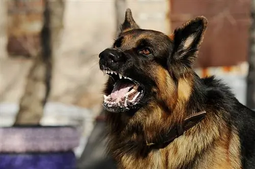 Quanto tempo può vivere un cane con la rabbia? Tutto quello che devi sapere