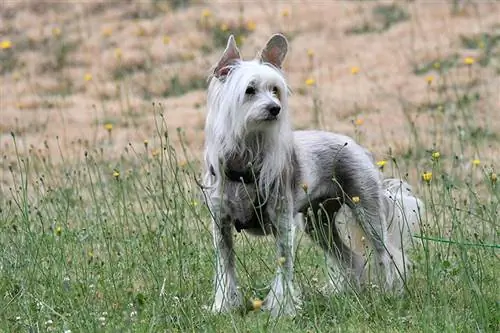 Պատկեր